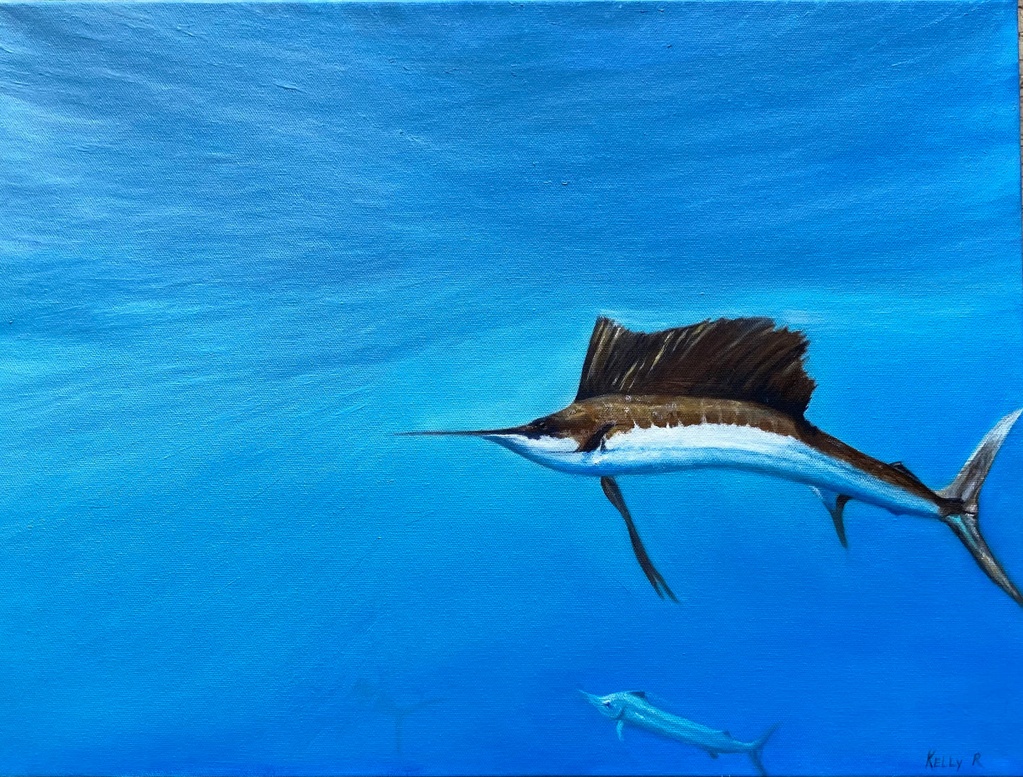 Sailfish of the Atlantic